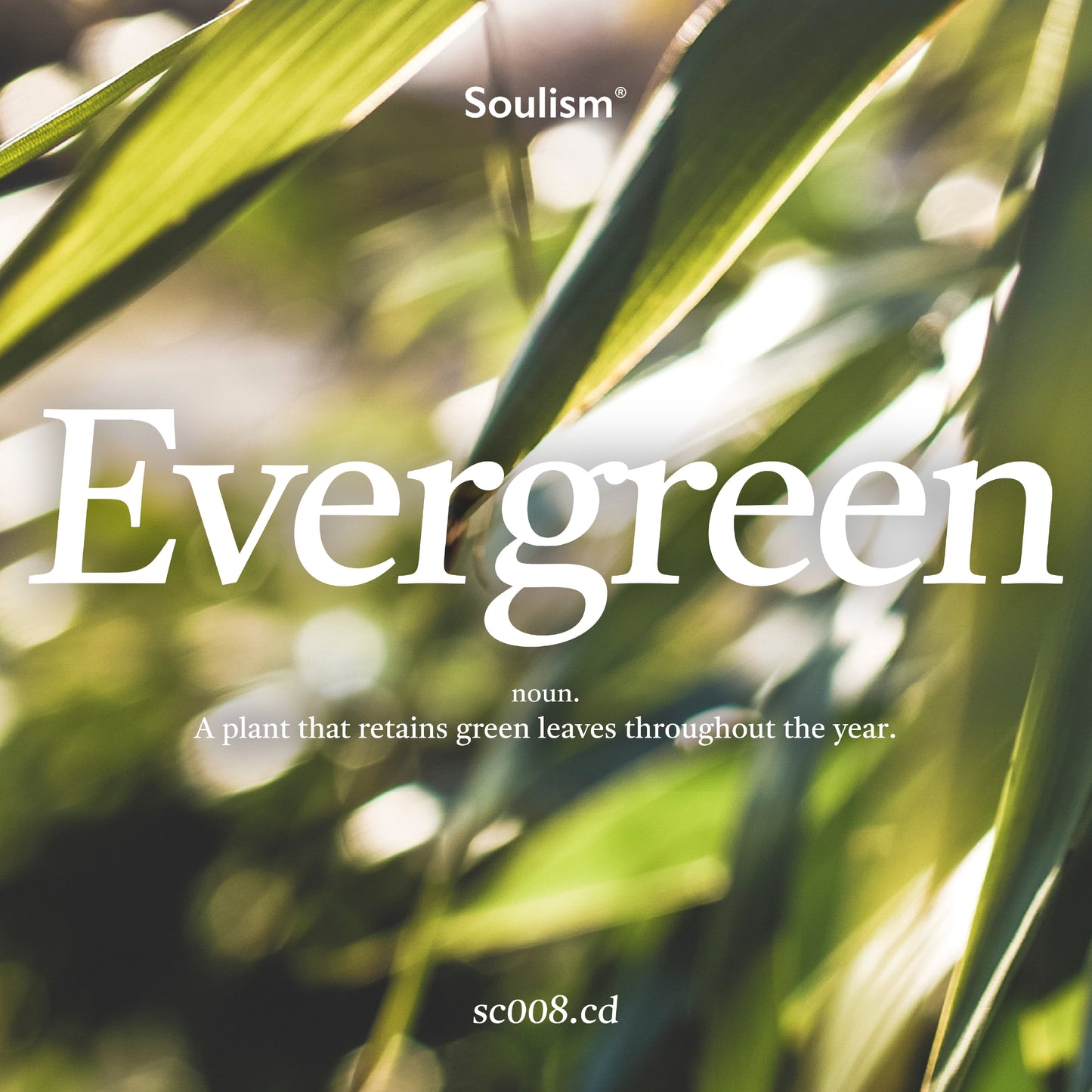 Evergreen 不秋草